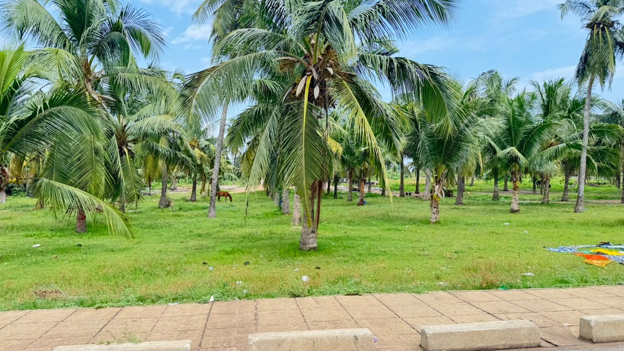Cocotiers tropicaux et nature verdoyante au Togo